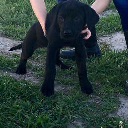 Labrador Retriever Puppies from Top Gun Retrieverz
