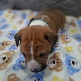 Red Boy - Red and white male Basenji puppy in Tuttle, Oklahoma from Steadfast Farm (SFF)