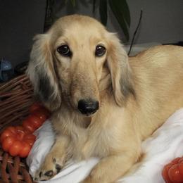 Muffin - Dachshund