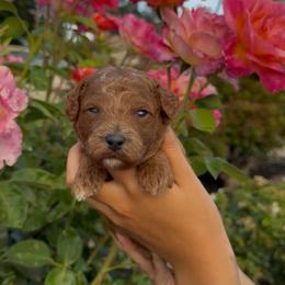 Clem - Apricot male Assorted Doodle Crosses puppy in Yuba City, California from Lucky Day Doodles