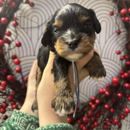 Hendrix - Black and tan male Cavapoo puppy in Linden, Michigan from Maple Drive Doodles