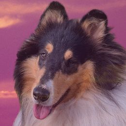 Onyx - Collie