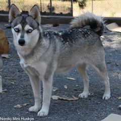 Venus - Alaskan Klee Kai