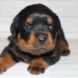 Green boy - Black and mahogany male Rottweiler puppy in Grass Valley, California from Vom Haus Flores