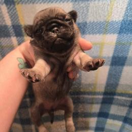 Girl 3 - Fawn female Pug puppy in Auburn, Kentucky from Prentice Family Pugs