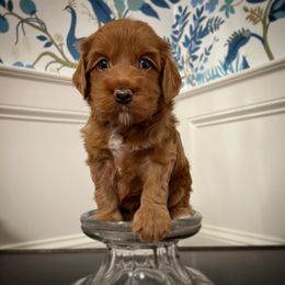 Australian Labradoodle Puppies from Berrybrook Doodles