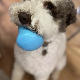 Lagotto Romagnolo Puppies from Tesoro Riccio