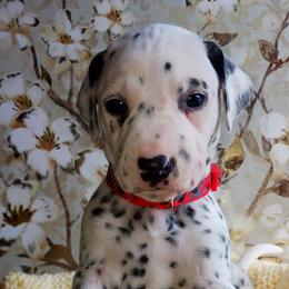 Dalmatian and Poodle Puppies from Reeves Family Standards