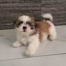 Bean - Silver gold and white male Shih Tzu puppy in Azusa, California from RJ Shih Tzu lover
