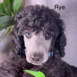 Rye - Silver male Poodle puppy in Greenville, North Carolina from Grace Poodles