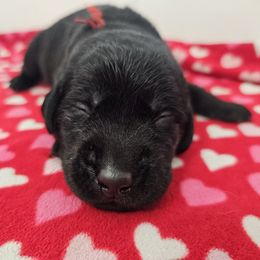 Red Girl - Black female Labrador Retriever puppy in Elk Grove, California from Labrador Trails