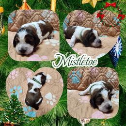 Mistletoe (Now Ginger) - Liver white and tan female English Springer Spaniel puppy in Westover, Maryland from Sterling's springer Haven