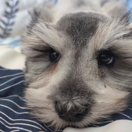 Alvin - Salt and pepper male Miniature Schnauzer puppy in Paradise, Utah from Highbornschnauzers