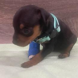 Cookie - Black and tan female Miniature Pinscher puppy in Lancaster, Missouri from White Stone Ranch