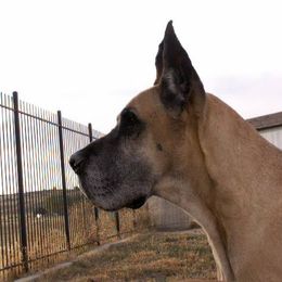 Great Dane All Grown Up from Glacier Danes