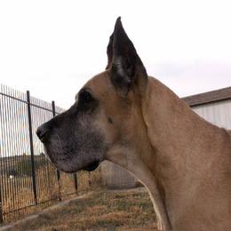 Great Dane All Grown Up from Glacier Danes