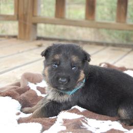 Pumpkin - Black and red female German Shepherd puppy in Llano, Texas from Von Ark German Shepherds