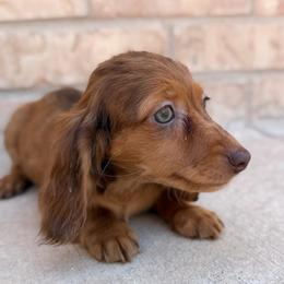 READY NOW - Shaded Red Dapple - Dapple male Dachshund puppy in Horizon City, Texas from Willipaws