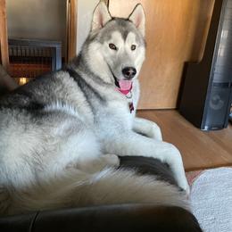 Siberian Husky Puppies from Arctic Circle Kennels