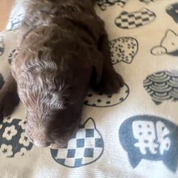Sofie - Brown female Poodle puppy in Sierra Vista, Arizona from KnightWatch K-9