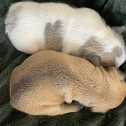 French Bulldog Puppies from The Frenchie Lady Co.