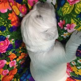 Golden Retriever Puppies from Snow Walker Goldens