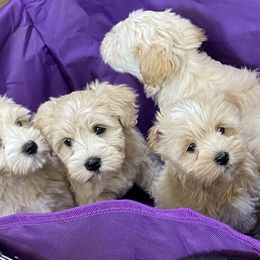 Miniature Schnauzer Puppies from Tamed by Emmy (Emariella’s Miniature Schnauzers)