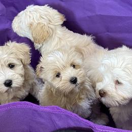 Miniature Schnauzer Puppies from Tamed by Emmy (Emariella’s Miniature Schnauzers)