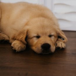 Golden Retriever Puppies from Rosemary Goldens