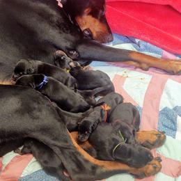Doberman Pinscher Puppies from Davis Family Dobermans