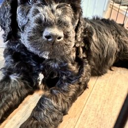 Goldendoodle Puppies from AZ Stickerdoodles