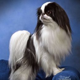 Japanese Chin puppies from Briarlea Japanese Chin
