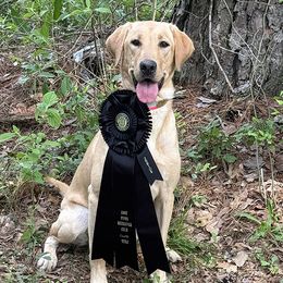 Rose - Labrador Retriever