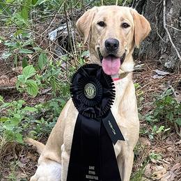 Rose - Labrador Retriever