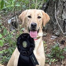 Rose - Labrador Retriever