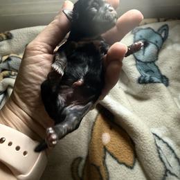 Boy 3 - Black and white male Shih Tzu puppy in Warrior, Alabama from The Anderson Farms Kennel