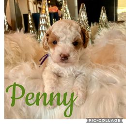 Penny - Parti female Poodle puppy in Chattanooga, Tennessee from Scenic City Doodles
