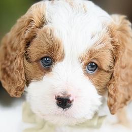 Cavalier King Charles Spaniels and Cavapoos from Adore Puppies