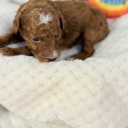 Crunch - Red  male Poodle puppy in Florida from Adorable Toy-Miniature Poodles