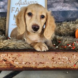 Moose - Cream male Dachshund puppy in Smallett, Missouri from Doxie Holler