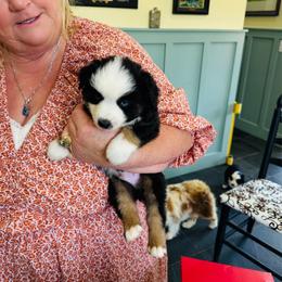 Wisp - Black tri male Miniature American Shepherd puppy in Jonesborough, Tennessee from Bouchard’s Best Shepherds