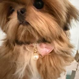 Serafina - Red female Shih Tzu puppy in Auburn, Washington from Shih Tzu’s  ‘N’ Love