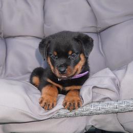 Rottweiler Puppies from Vom Haus Joder Rottweilers