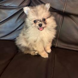 Waffles - Tri-colored female Pomeranian puppy in Texas from Tiny Tornado Poms