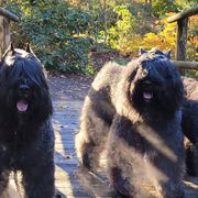 Bouvier des Flandres from Heartbreaker Bouviers