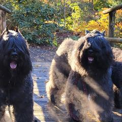 Bouvier des Flandres from Heartbreaker Bouviers
