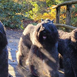Bouvier des Flandres from Heartbreaker Bouviers