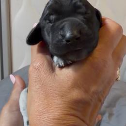 Flower moon - Black and white female German Shorthaired Pointer puppy in San Antonio, Texas from Alvarado Farm Kennels, LLC
