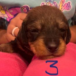 Dachshund Puppies from Scottland Ranch Dachshunds
