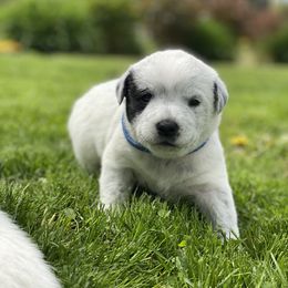 Australian Cattle Dog Puppies from Foxglove Field Farm